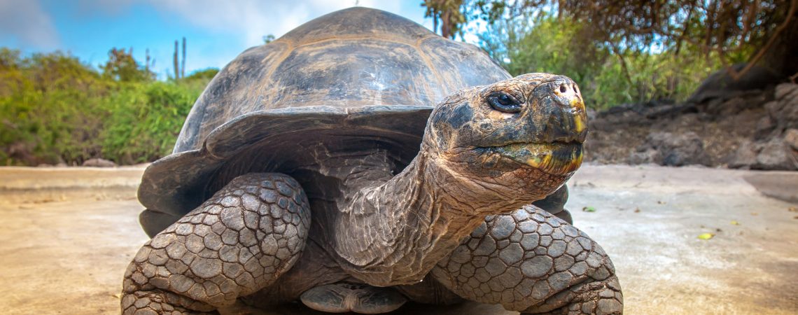Ziua mondială a broaştelor ţestoase
