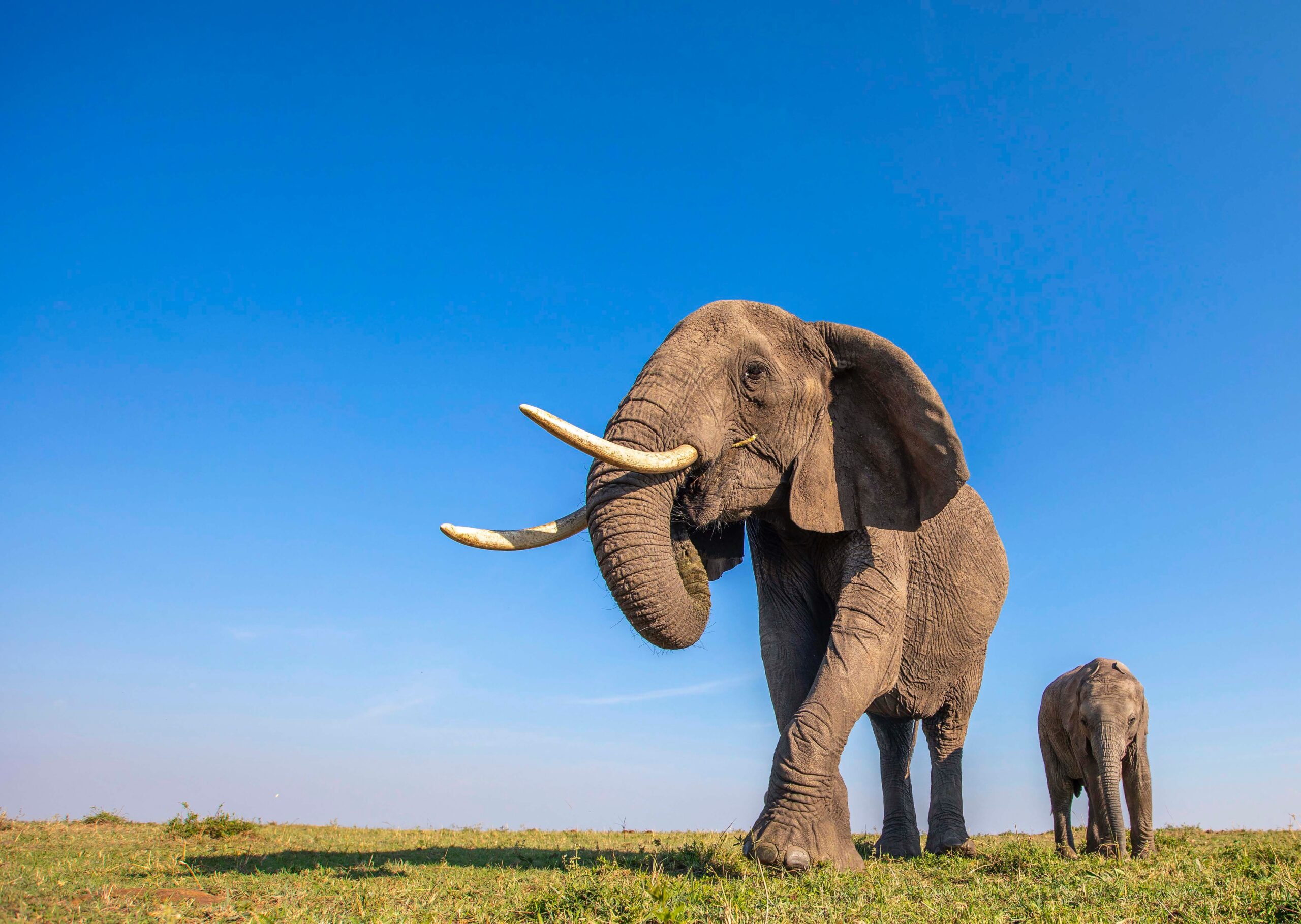 Ziua Internaţională a Elefantului