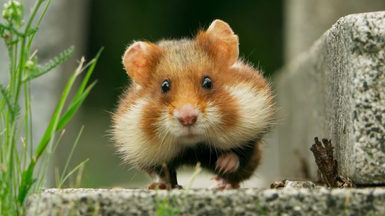12 aprilie: Ziua hamsterului